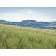 OLD COUNTRY HOUSE IN PANORAMIC POSITION IN LE MARCHE Farmhouse to restore with beautiful views of the surrounding hills for sale in Italy in Le Marche_27
